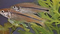     
: Rasbora daniconius.jpg
: 703
:	33.9 
ID:	250976