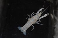     
: Procambarus clarkii White.jpg
: 326
:	122.8 
ID:	251682