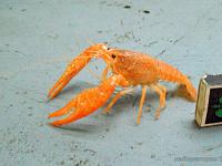    
: Procambarus larkii Red.jpg
: 299
:	320.4 
ID:	251684