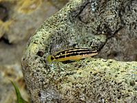     
: Julidochromis Transcriptus Korosha.jpg
: 378
:	89.7 
ID:	306750