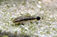     
: otocinclus_arnoldi2.jpg
: 2217
:	19.7 
ID:	31509