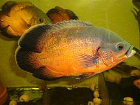     
: Astronotus_ocellatus_RED_OSCAR_3.jpg
: 3050
:	140.7 
ID:	97341