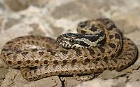     
: Juvenile Blotched rat snake (Elaphe sauromates).jpg
: 5038
:	42.3 
ID:	119211