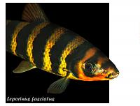     
: ---Leporinus-fasciatus.jpg
: 348
:	275.9 
ID:	69534