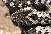     
: Vipera_ursinii .jpg
: 912
:	117.6 
ID:	76095