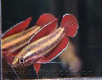     
: Parosphromenus anjunganensis 1.jpg
: 477
:	22.2 
ID:	87044