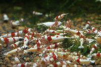     
: mosura_shrimps_silane.jpg
: 536
:	64.5 
ID:	307249