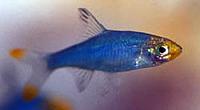     
: Sawbwa resplendens.jpg
: 1334
:	21.8 
ID:	31536