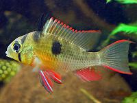     
: microgeophagus-altispinosa.jpg
: 553
:	133.9 
ID:	23601