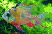     
: microgeophagus_altispinosa.gif
: 585
:	104.5 
ID:	23602