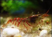     
: red_tiger_shrimp_th.jpg
: 524
:	26.4 
ID:	34484