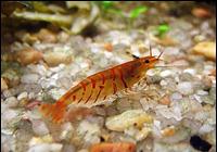     
: red_tiger_shrimp2_th.jpg
: 509
:	37.9 
ID:	34486