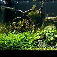     
: Cryptocoryne%20wendtii%20` .jpg
: 1636
:	83.2 
ID:	31371