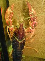     
: Procambarus clarkii (  ) .JPG
: 372
:	474.2 
ID:	109080