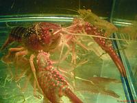     
: Procambarus clarkii (   ).JPG
: 351
:	448.5 
ID:	109083
