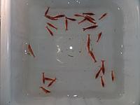     
:   Neocaridina Bloody Mary.jpg
: 179
:	265.2 
ID:	687094