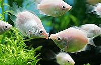     
: Valentine-fish_1293811i.jpg
: 534
:	39.2 
ID:	387916