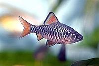     
: barbus oligolepis.jpg
: 430
:	20.1 
ID:	465010