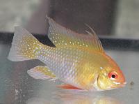     
: APISTOGRAMMA HONGSLOI GOLD RED.JPG
: 468
:	766.4 
ID:	156124