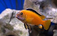     
: Melanochromis Johani var. RED-RED male.jpg
: 371
:	31.8 
ID:	396545