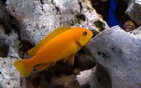     
: Melanochromis Johani var. RED-RED female.jpg
: 363
:	52.0 
ID:	396546