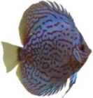   DQV_DISCUS