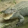   Big Alligator