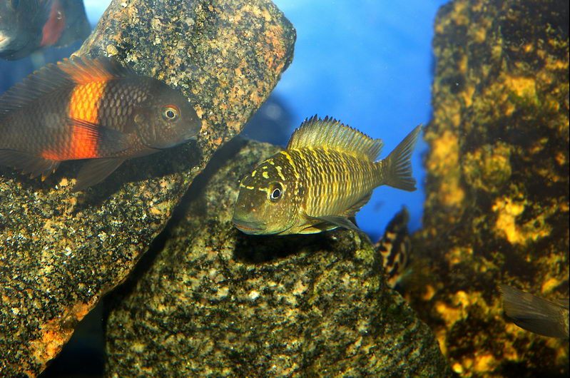 Tropheus moori "Yellow murago"