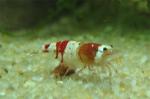 Caridina sp. Red Crystal