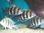 Cyphotilapia frontosa