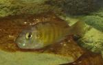 haplochromis sp. "44" - 