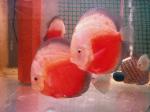 Red-White discus