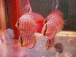 Red-Royal discus