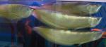 arowana