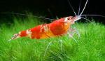  Caridina/Neocaridina sp. "Crystal Red" (Syn. Kristallrote Zwerggarnele)