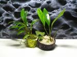 Anubias barteri var. angustifolia  Anubias afzelii