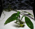 Anubias barteri var. angustifolia  Anubias afzelii