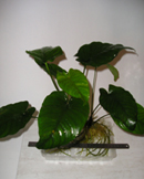 Anubias barteri var. caladiifolia