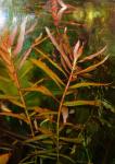 Ludwigia ()?