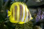 In The Melbourne Aquarium