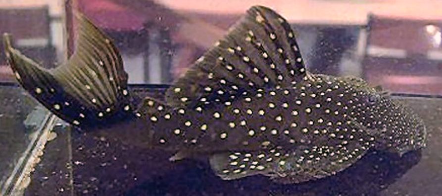 L028   Hypancistrus sp.