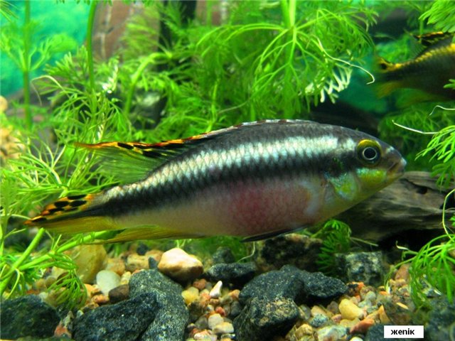 Pelvicachromis pulcher 