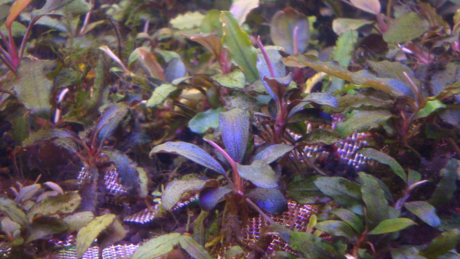 Bucephalandra sp. Kapuas Hulu Red Ruby.