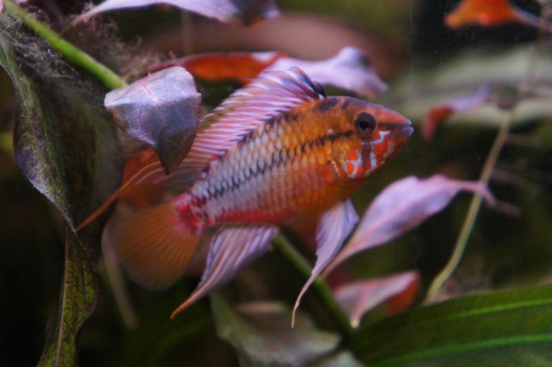 Apistogramma hongsloi "Gold Red"