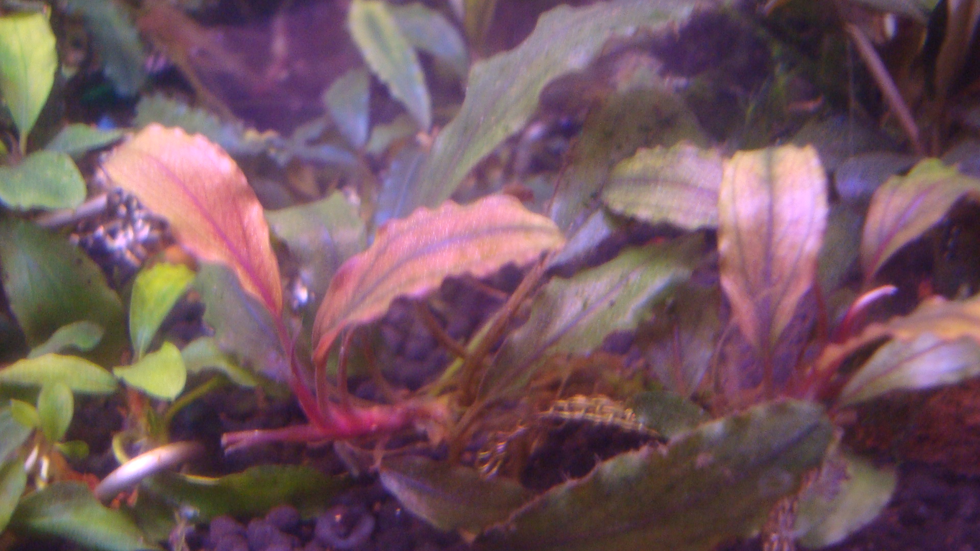 Bucephalandra sp.Nanga Taman Red Cherry