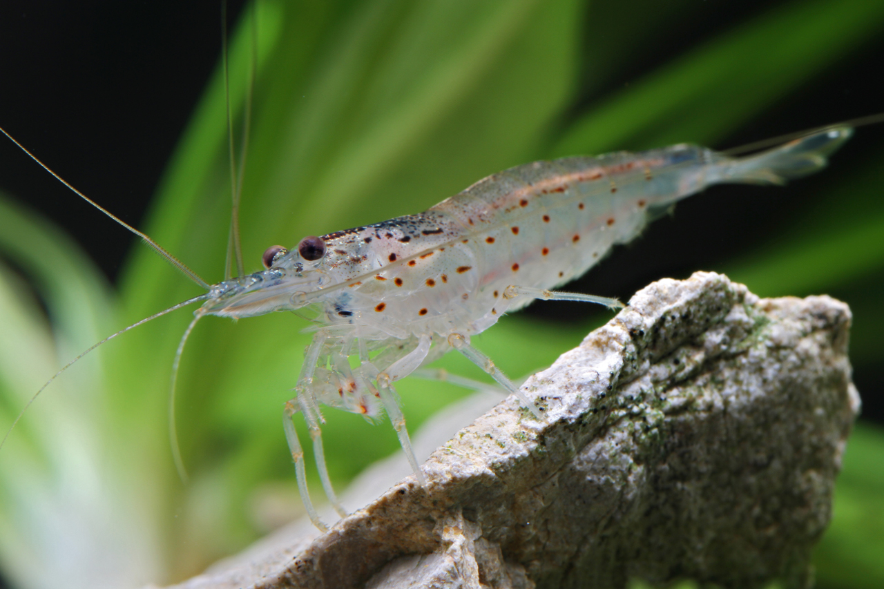 Caridina multidentata