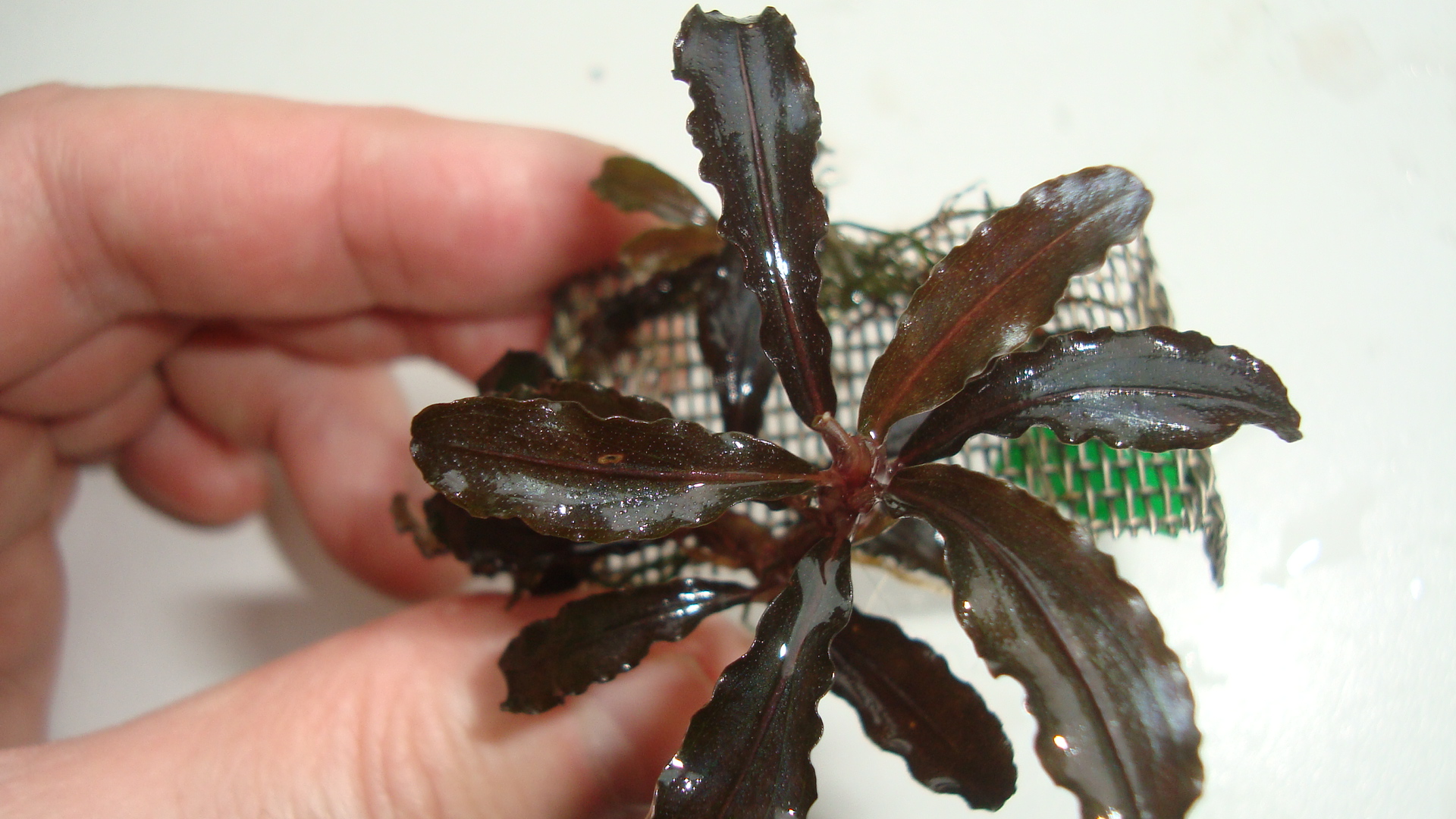 Bucephalandra sp. Black Purple aka cf. motleyana Deep Purple Leaves aka cf. motleyana