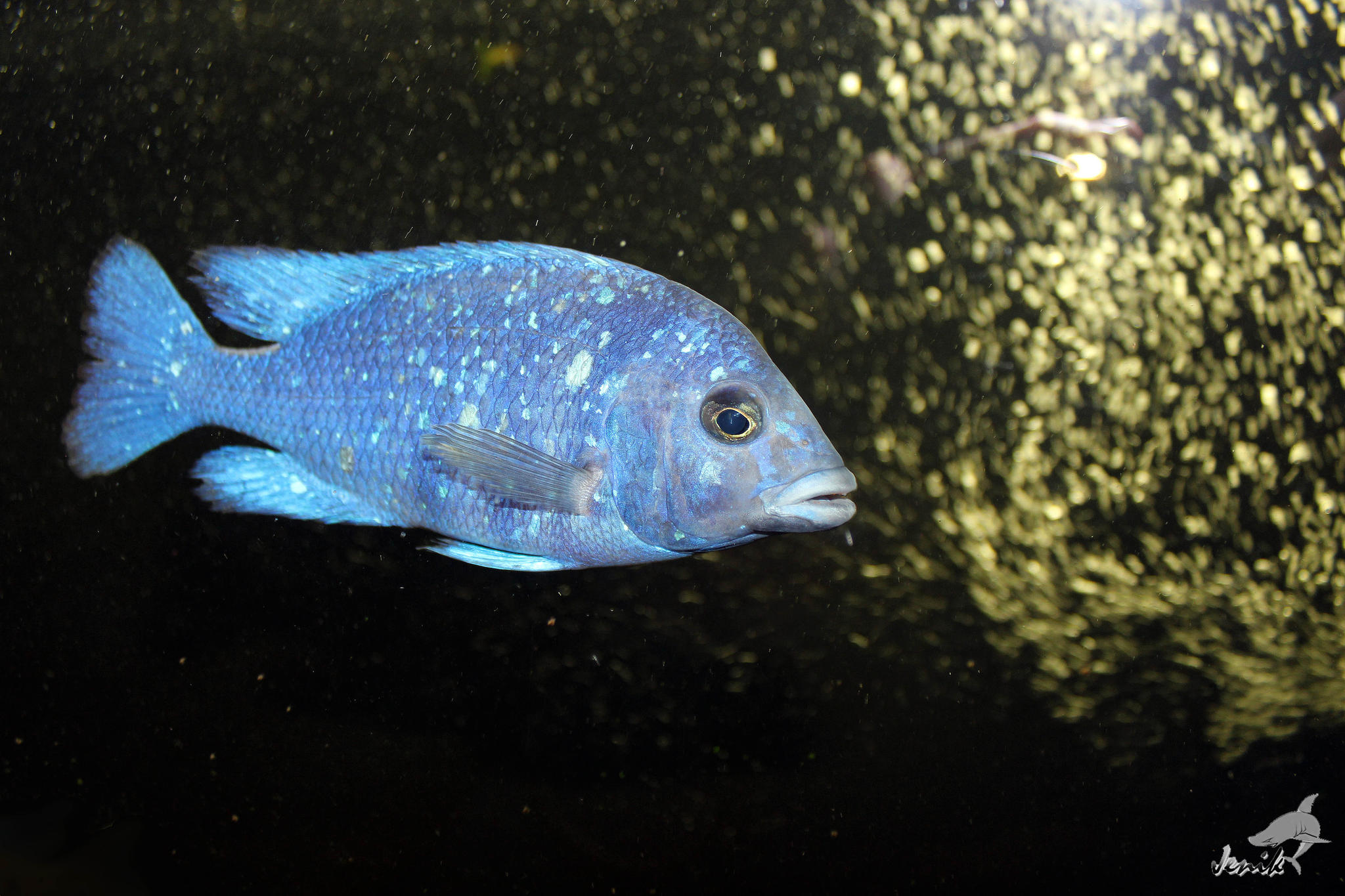   
placidochromis phenochilus tanzania