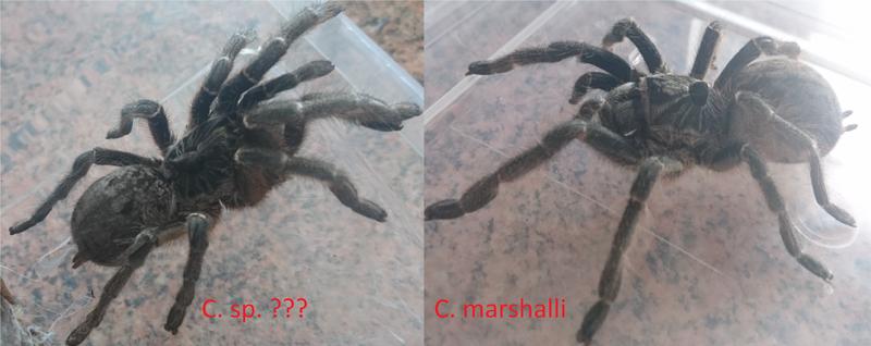 C. sp. ???  C. marshalli