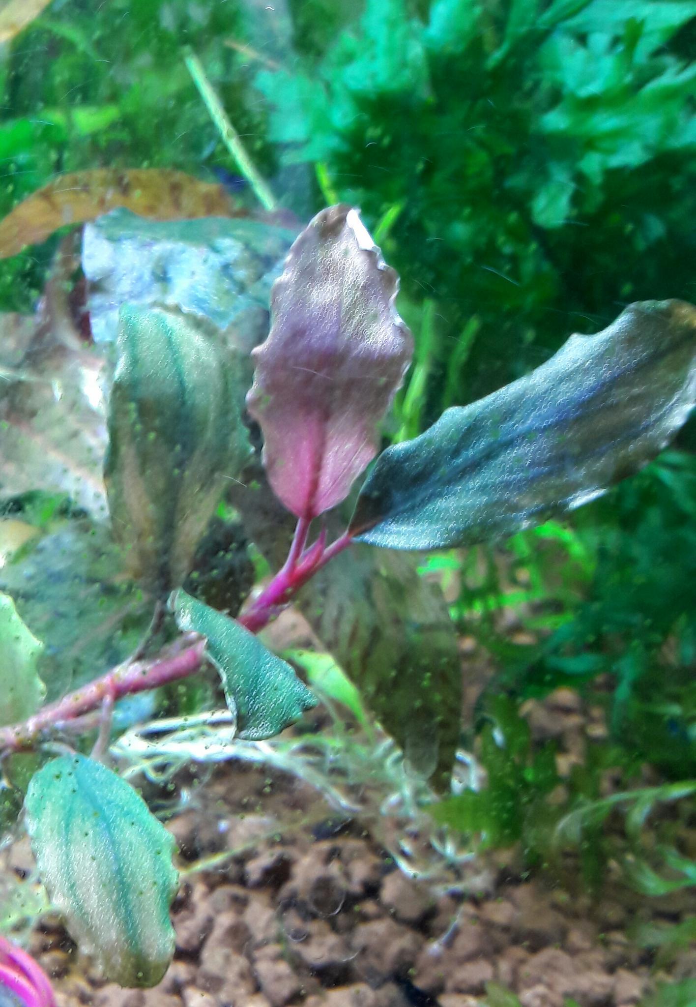 Bucephalandra sp. Tangerine